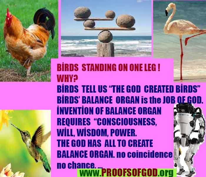 evidences of God, proofs of God, proof of God, signs of God, God is real proofs, God exists proofs, god exists, god is real evidences and proofs
